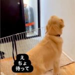 パパが出張に行って悲しむ大型犬→数日後、帰ってきた瞬間に…愛が強すぎる『おかえりなさいの仕方』が9万再生「感動した」「階段５往復ｗ」(ブログ)