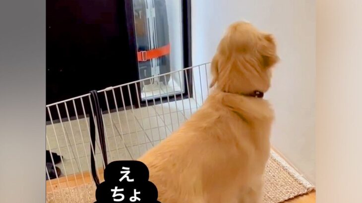 パパが出張に行って悲しむ大型犬→数日後、帰ってきた瞬間に…愛が強すぎる『おかえりなさいの仕方』が9万再生「感動した」「階段５往復ｗ」(ブログ)