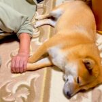 買い物中『おばあちゃんに犬を預けた』結果→帰宅したら…泣けてくるほど『愛おしい光景』が389万再生「どっちも可愛い」「涙出た」現在の姿も(ブログ)