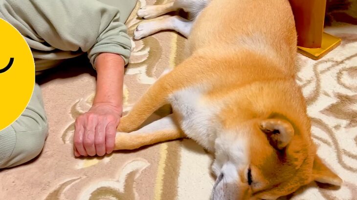 買い物中『おばあちゃんに犬を預けた』結果→帰宅したら…泣けてくるほど『愛おしい光景』が389万再生「どっちも可愛い」「涙出た」現在の姿も(ブログ)