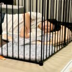 『マジごめん』犬のケージで朝まで寝てしまった男性→想定外の状況で、犬が…切実すぎる『表情』に30万いいね「犬に飼われてて草」「あるある」(ブログ)