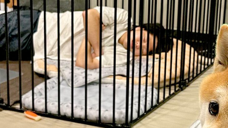 『マジごめん』犬のケージで朝まで寝てしまった男性→想定外の状況で、犬が…切実すぎる『表情』に30万いいね「犬に飼われてて草」「あるある」(ブログ)