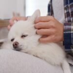犬にとって『触れられるメリット』とは？5つの効果と絆を強めるスキンシップ方法をご紹介(ブログ)