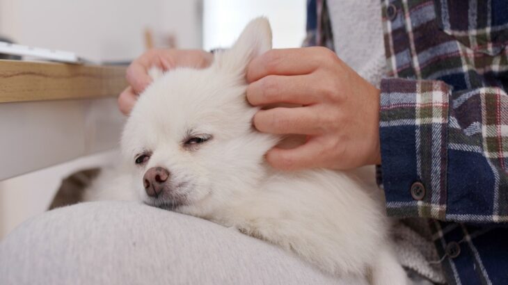 犬にとって『触れられるメリット』とは？5つの効果と絆を強めるスキンシップ方法をご紹介(ブログ)