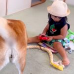 ソリで遊ぶ2歳の女の子が、犬に『引っ張って』とお願いをした結果→『できないかな』と思っていたら…人間味のある『想定外の行動』に思わず感動(ブログ)