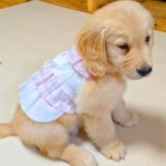 『こんな可愛い洋服を着てた赤ちゃん犬が…』53日後、同じ服を着せてみた結果→『衝撃のビフォーアフター』が16万再生「笑うｗ」「頭巾で草」(ブログ)
