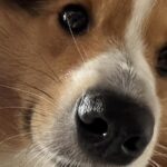 『絶対に悪いことしてきたね』可愛い顔で近付いてきた犬→まさかの『分かりやすすぎる顔面』に1万いいね集まる「ガッツリで草」「いい笑顔ｗｗ」(ブログ)