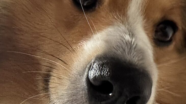 『絶対に悪いことしてきたね』可愛い顔で近付いてきた犬→まさかの『分かりやすすぎる顔面』に1万いいね集まる「ガッツリで草」「いい笑顔ｗｗ」(ブログ)