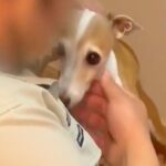 1年前『排水管洗浄の業者さん』に仲良くしてもらった犬→久々の再会でも顔を覚えていて…愛おしい光景と『お別れの瞬間』に反響「ほっこりした」(ブログ)