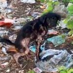 車道の脇で『ゴミにまみれたボロボロの子犬』を発見→急いで保護した結果、数ヶ月後…涙溢れる『嘘のような光景』が62万再生「なんて素敵なの」(ブログ)