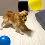 『たくさんの風船が出てきたら、大型犬はどうするのか？』検証したら…100点満点な『面白すぎる光景』が13万再生「最初ｗ」「テンパって草」(ブログ)