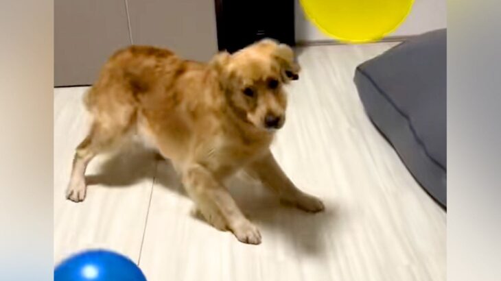 『たくさんの風船が出てきたら、大型犬はどうするのか？』検証したら…100点満点な『面白すぎる光景』が13万再生「最初ｗ」「テンパって草」(ブログ)