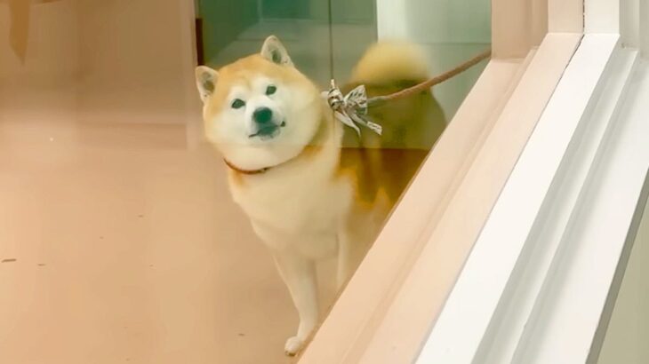 ペットホテルに4時間滞在した犬をお迎えに→家族を発見した瞬間…衝撃のあまり見せた『可愛すぎる行動』が13万再生「表情最高」「爆速退店ｗ」(ブログ)