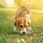犬は『ニオイ』からどんな情報を読み取っているの？人間には分からない嗅覚の秘密を徹底解説(ブログ)