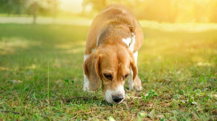 犬は『ニオイ』からどんな情報を読み取っているの？人間には分からない嗅覚の秘密を徹底解説(ブログ)