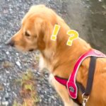 散歩中『仕事で居ないはずのパパの声』が聞こえた結果→大型犬が…気付いた瞬間の『素敵すぎる反応』が5万再生「喜び方が可愛い」「お利口さん」(ブログ)