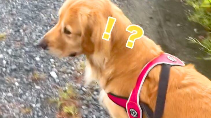 散歩中『仕事で居ないはずのパパの声』が聞こえた結果→大型犬が…気付いた瞬間の『素敵すぎる反応』が5万再生「喜び方が可愛い」「お利口さん」(ブログ)