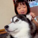 2歳の女の子が『生まれた瞬間からハスキー犬と暮らした』結果→本当の兄妹のような『眼福すぎる光景』が42万表示「優しい表情」「いい関係」(ブログ)