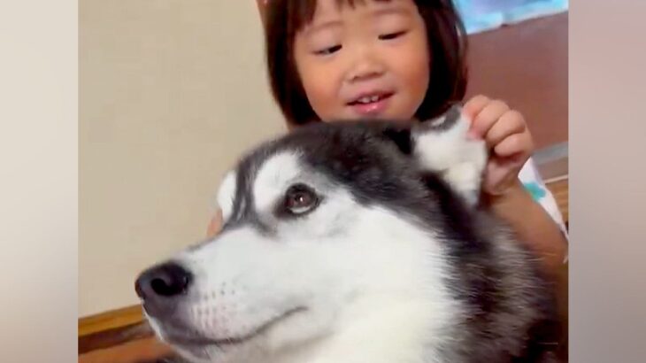2歳の女の子が『生まれた瞬間からハスキー犬と暮らした』結果→本当の兄妹のような『眼福すぎる光景』が42万表示「優しい表情」「いい関係」(ブログ)