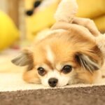 犬が叱られているときに『上目遣い』してくる心理5選　しつけ中に考えていることや指摘するときの注意点とは？(ブログ)