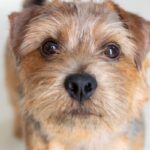 犬が『伝えたいこと』があるときに見せるサイン5選　愛犬が主張しているときの行動や飼い主がすべき対応まで(ブログ)