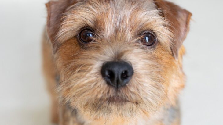 犬が『伝えたいこと』があるときに見せるサイン5選　愛犬が主張しているときの行動や飼い主がすべき対応まで(ブログ)