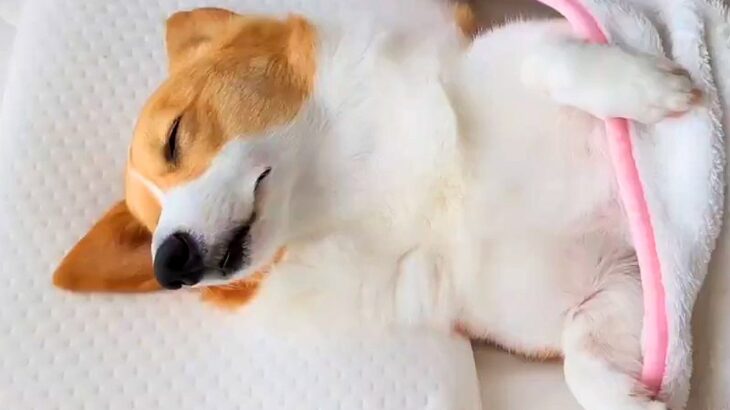 『朝が弱い犬』を起こした結果→お布団をめくると…寝起きに見せた『尊すぎる仕草』に1万いいね集まる「スヤァ…」「中に人間入ってる？」と絶賛(ブログ)