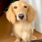 家の中なのに…何が何でも飼い主のそばにいたい犬→大好きが伝わる『愛おしすぎる行動』に反響「忠犬の鏡」「可愛いひっつき虫」「幸せいっぱい」(ブログ)