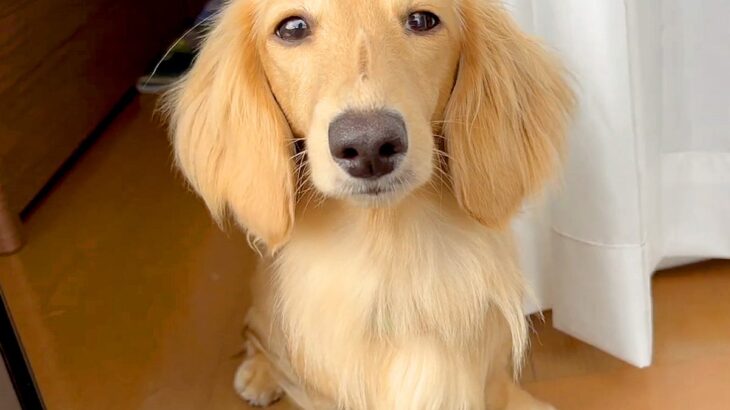 家の中なのに…何が何でも飼い主のそばにいたい犬→大好きが伝わる『愛おしすぎる行動』に反響「忠犬の鏡」「可愛いひっつき虫」「幸せいっぱい」(ブログ)