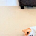 ゴミ出しで外出→家に帰った瞬間、犬が壁で…何度も見たくなる『まさかの行動』に4万いいね「毎日ゴミ出ししたくなる」「ご苦労さんって顔ｗ」(ブログ)