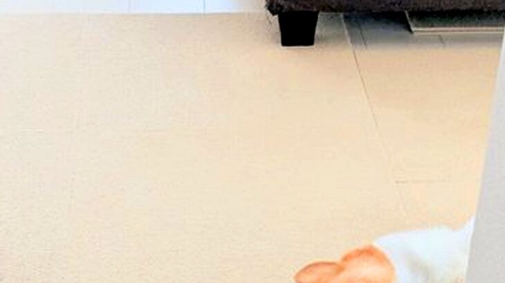 ゴミ出しで外出→家に帰った瞬間、犬が壁で…何度も見たくなる『まさかの行動』に4万いいね「毎日ゴミ出ししたくなる」「ご苦労さんって顔ｗ」(ブログ)