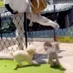 ママが1ヶ月の入院→退院して家に帰った次の瞬間…気付いた犬たちによる『熱烈大歓迎』が泣けると反響「ウルウルした」「温かい家族」と絶賛(ブログ)