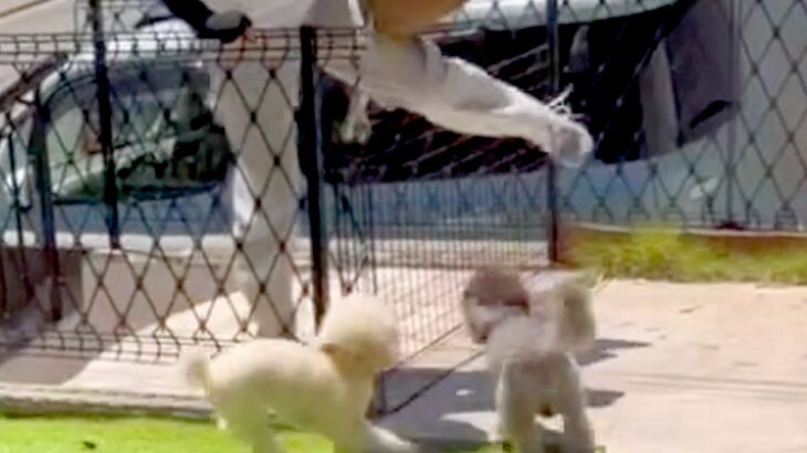 ママが1ヶ月の入院→退院して家に帰った次の瞬間…気付いた犬たちによる『熱烈大歓迎』が泣けると反響「ウルウルした」「温かい家族」と絶賛(ブログ)