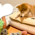 男の子の布団で勝手に寝ている犬→『貸して』と声を掛けた結果…ずっと見ていたい『兄弟のような尊いやり取り』が51万再生「お互い優しい…」(ブログ)