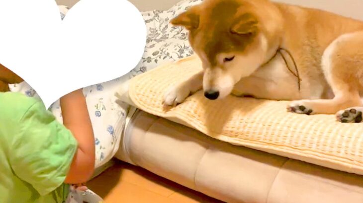 男の子の布団で勝手に寝ている犬→『貸して』と声を掛けた結果…ずっと見ていたい『兄弟のような尊いやり取り』が51万再生「お互い優しい…」(ブログ)