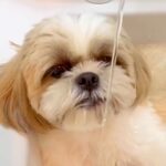 洗面台にすっぽりとハマる犬→そのまま水を出すと…毎年行われる『夏の恒例行事』が可愛すぎると43万再生「たまらんｗ」「お上手」と絶賛の声(ブログ)