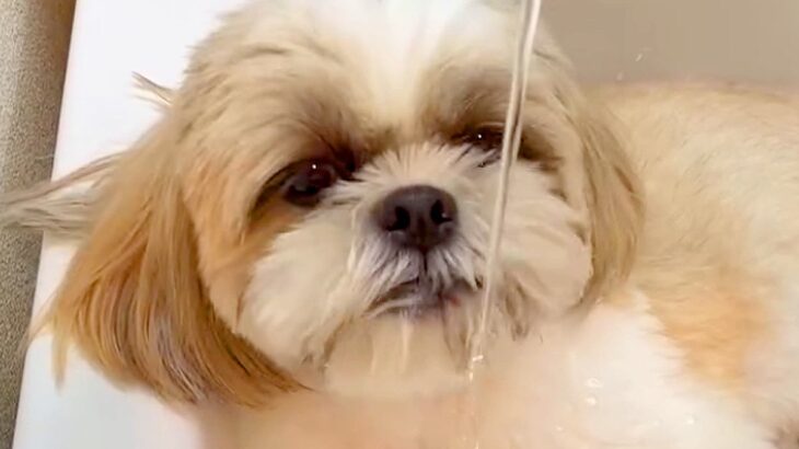洗面台にすっぽりとハマる犬→そのまま水を出すと…毎年行われる『夏の恒例行事』が可愛すぎると43万再生「たまらんｗ」「お上手」と絶賛の声(ブログ)