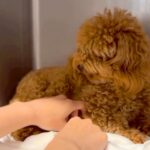 飼育放棄されたボサボサの犬→『初めてのトリミング』をしようとしたら怯えてしまい…『涙溢れる展開』に反響「もう大丈夫」「本当に頑張った」(ブログ)
