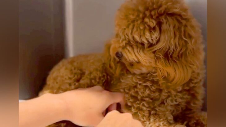 飼育放棄されたボサボサの犬→『初めてのトリミング』をしようとしたら怯えてしまい…『涙溢れる展開』に反響「もう大丈夫」「本当に頑張った」(ブログ)