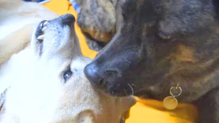 先輩犬に叱られ、甘えることができなかった甲斐犬→先輩犬が亡くなってしまった結果…思わず泣ける『素敵な光景』が17万再生「愛おしい」と反響(ブログ)