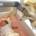赤ちゃんが生まれ、大型犬と一緒に暮らした結果…思わず涙する『つきっきりで見守る光景』が444万再生「優しい」「なんて幸せ」現在のふたりも(ブログ)