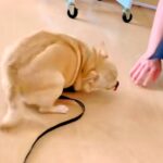 トリミングサロンで『推しのお姉さん』を出待ちする犬→出てきた次の瞬間…想像を超える『狂喜乱舞する光景』が話題「しっぽちぎれるーｗｗ」(ブログ)