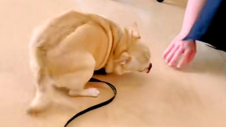 トリミングサロンで『推しのお姉さん』を出待ちする犬→出てきた次の瞬間…想像を超える『狂喜乱舞する光景』が話題「しっぽちぎれるーｗｗ」(ブログ)