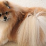 犬が『伏せたまましっぽを振る』のはなぜ？　4つの心理から気持ちの判別方法まで解説(ブログ)