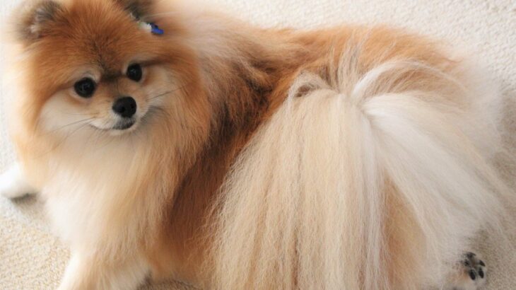 犬が『伏せたまましっぽを振る』のはなぜ？　4つの心理から気持ちの判別方法まで解説(ブログ)