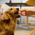 犬ってお腹いっぱいにならないの？ 食べ続けたがる理由や過食を防ぐコツを解説(ブログ)