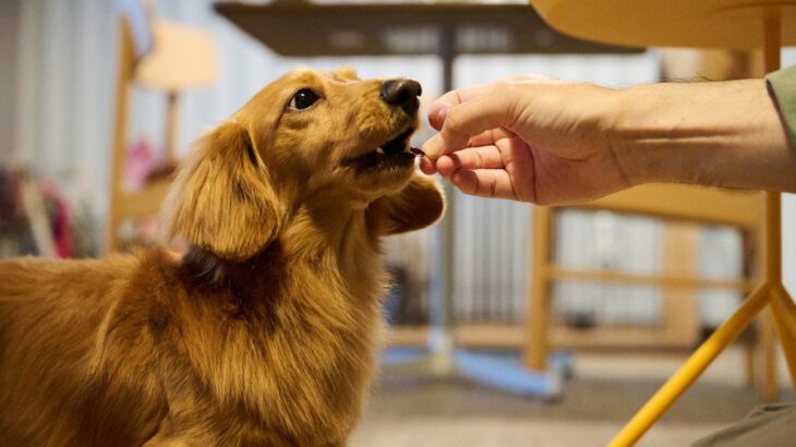 犬ってお腹いっぱいにならないの？ 食べ続けたがる理由や過食を防ぐコツを解説(ブログ)