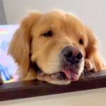 キッチンで大根をおろしていたら、大型犬がおねだりしにきて…まさかの『奇跡的なシンクロ』に爆笑「連動してるｗｗ」「リズムあってて草」と絶賛(ブログ)