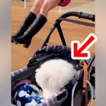『ブランコに乗るお姉ちゃん』を初めて見た犬が…芸人顔負けの『100点満点のリアクション』に爆笑「すごい困惑してるｗ」「表情最高ｗ」と反響(ブログ)