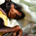 犬が誤食すると危険な『虫』5選　万が一食べてしまったときの症状とは？(ブログ)